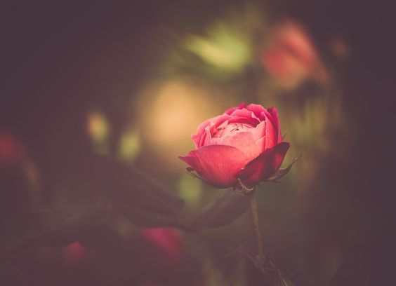 Foto Bunga untuk Profil Cewek