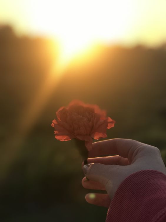 Foto Bunga untuk Profil Cewek