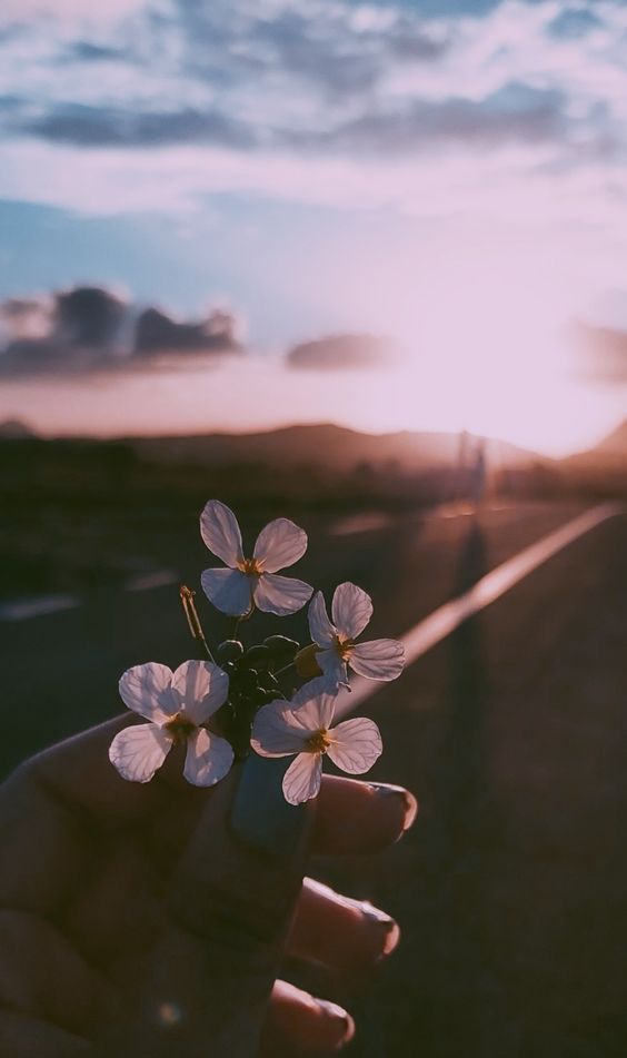 Foto Bunga untuk Profil Cewek